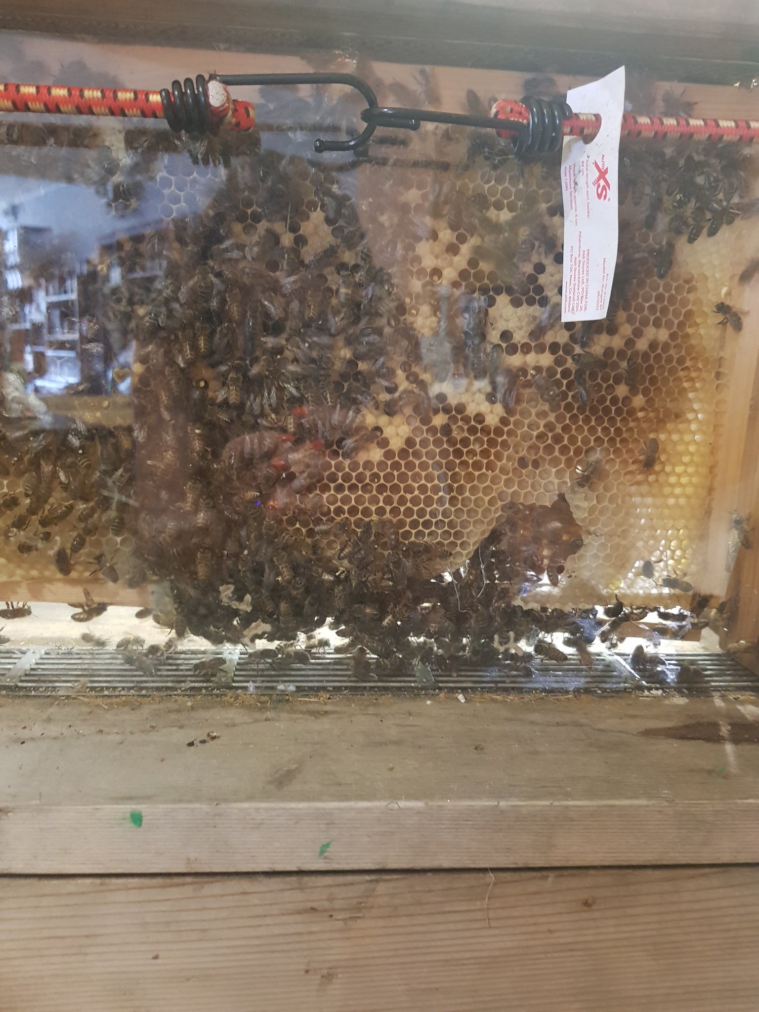 Honey bee workshop 10th September 10:30am